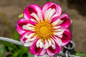 Bumble Rumble Dahlia